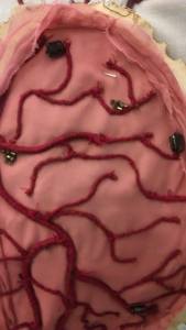 12092511_10153676790682940_810376250_n